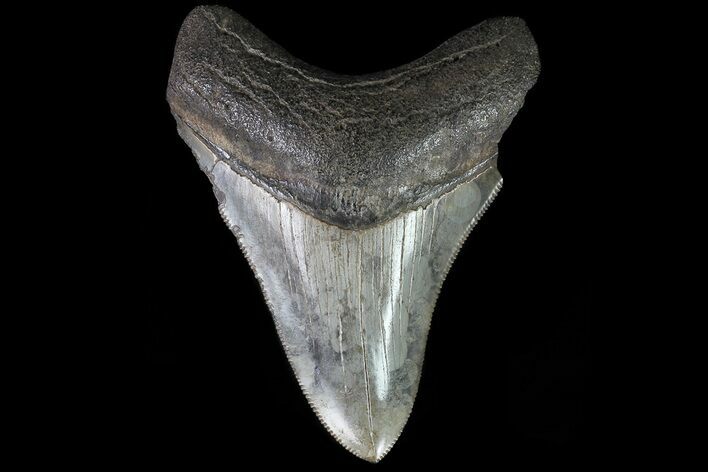 Serrated, Megalodon Tooth - Great Tip! #76180